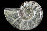 Polished Ammonite (Anapuzosia?) Fossil - Madagascar #88087-1